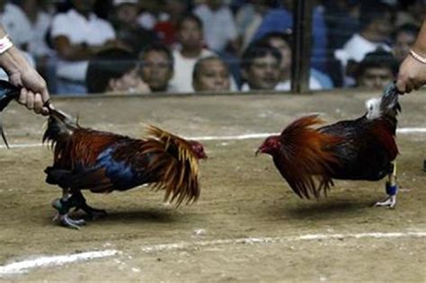 cockfighting online betting|Cockfighting Philippines .